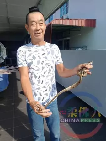 (沙威)小蟒蛇鑽進衣服睡大覺 嚇壞曬衣阿嫂 | 柔佛人 - 中國報 Johor China Press