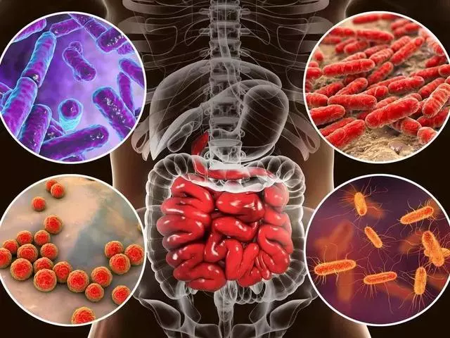 維持健康的不只有免疫系統,消化系統更重要